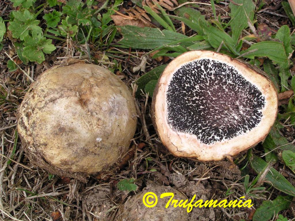 Scleroderma polyrhizum